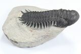 Lot: Assorted Devonian Trilobites - Pieces #80640-1